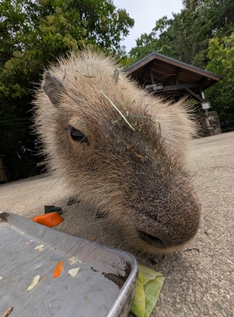 capipiro's tweet image. マドカちゃんの朝食タイム！

(2025.05.26長崎バイオパーク)