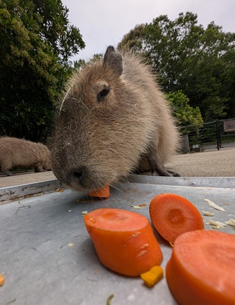 capipiro's tweet image. マドカちゃんの朝食タイム！

(2025.05.26長崎バイオパーク)