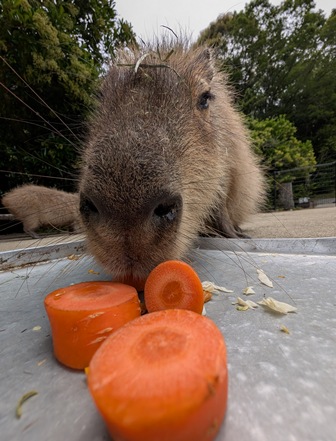 capipiro's tweet image. マドカちゃんの朝食タイム！

(2025.05.26長崎バイオパーク)