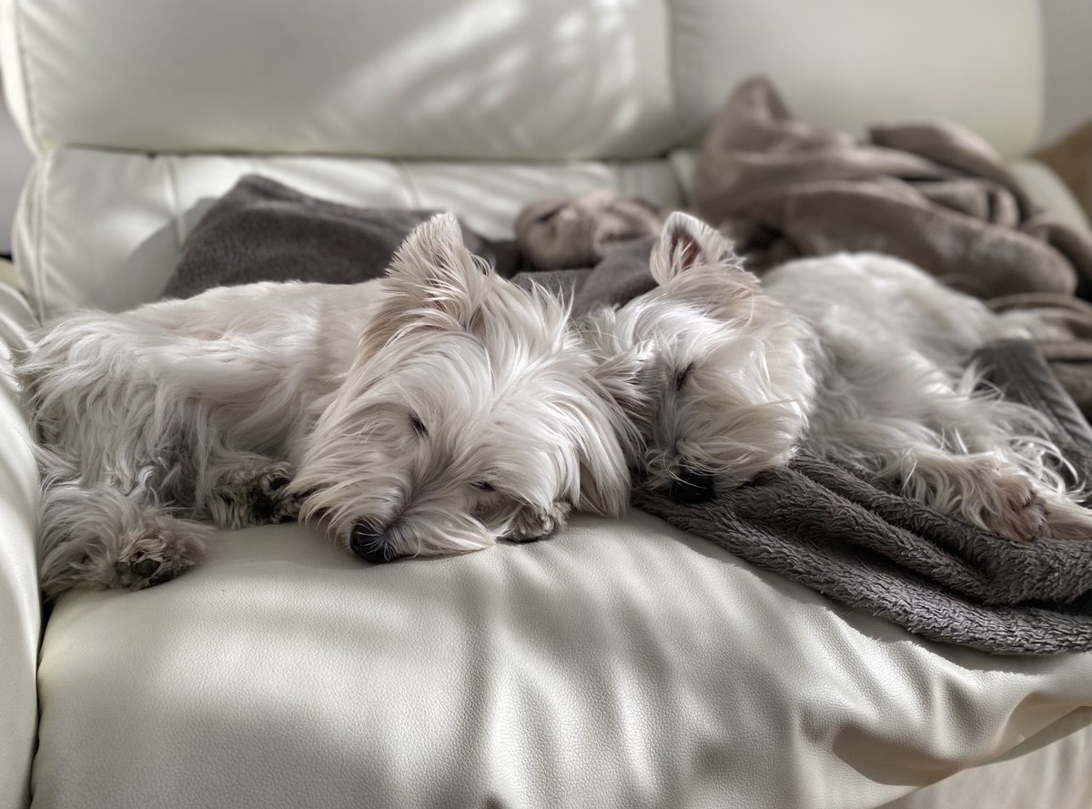 #気持ちよさそうに寝る犬選手権