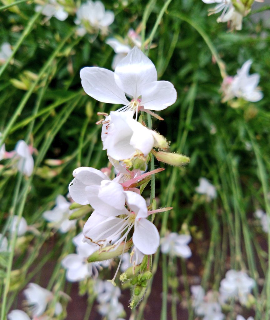 XVApf3iLwdJ4CSd's tweet image. #TLを花でいっぱいにしよう
#ご近所散歩
【ガウラ】
風に揺られて揺れる姿は蝶の群れが飛んでるようで優しい。。*
長〜く楽しませてくれるお花なんですよね😊
( ˘ ³˘)♡*…オツカレサマ。。♪~♬