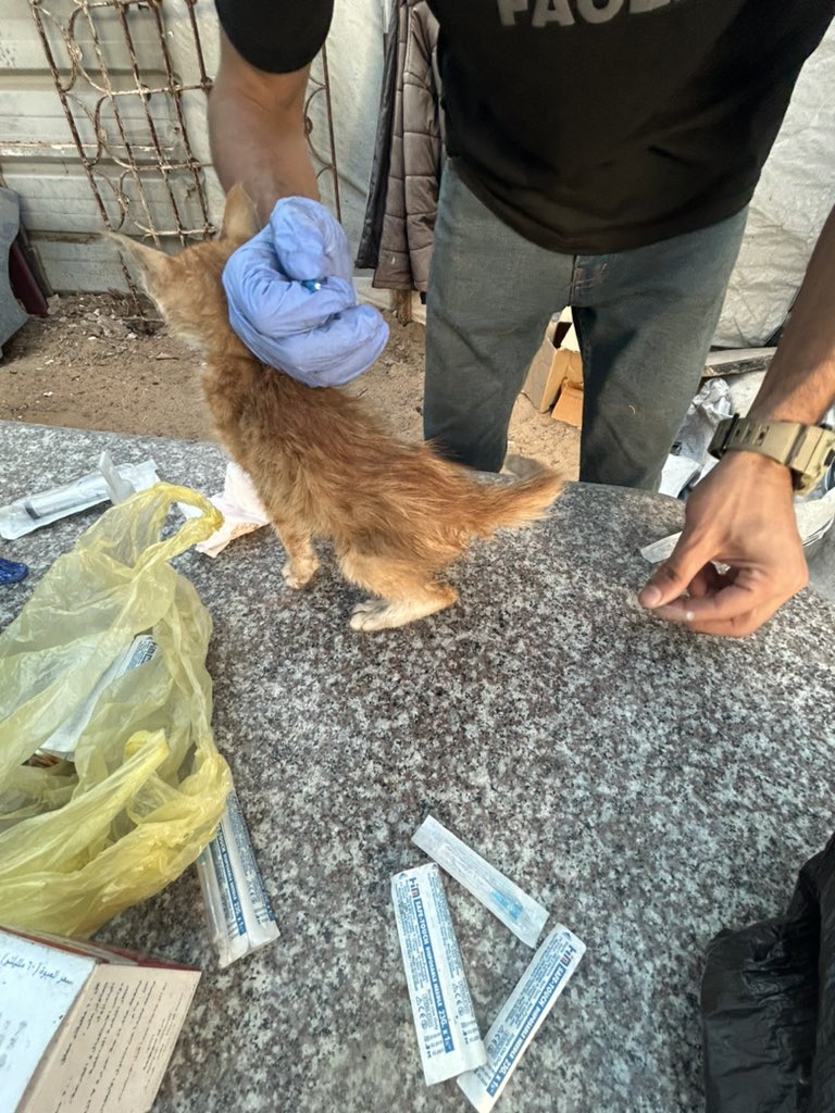 RescueCare's tweet image. While on my way to search for food for the shelter cats and my family, I came across a kitten unable to walk, in critical condition due to a leg injury.๐ญ๐ฉ๐ I gave her first aid๐จ๐, but she needs to see a doctor.๐๐ I will wait until the bombing stops for a bit and then Iโฆ