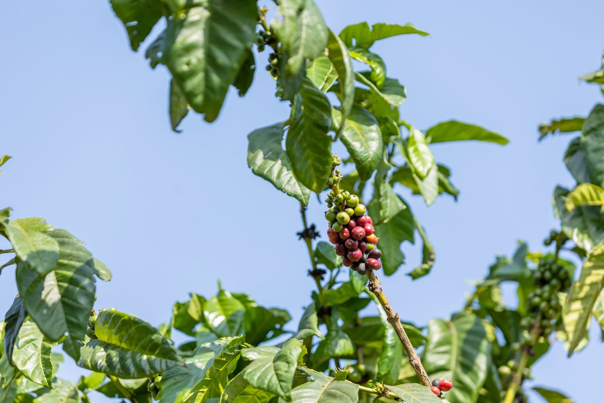 From our first coffee cherry to the brand you love today, ZICOFE has always been rooted in the rich soils of Zigoti.

For over 4 decades, we've dedicated ourselves to perfecting the 'bean to cup' journey.

When you drink ZICOFE coffee, you're tasting a piece of Ugandan history.