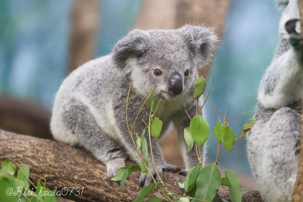 riri_koala0731's tweet image. アースくんかわいい🥺🐨🤍

📷2025.07

#アース #コアラ #平川動物公園