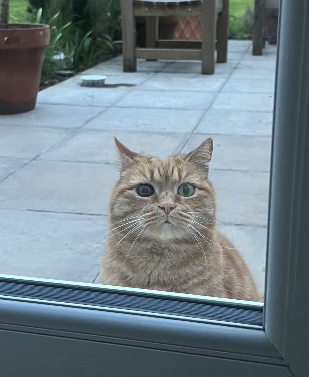 The cleaner is here this morning with that scary, noisy machine that she waves everywhere. If you need me for the next two hours, I’ll be out here.
