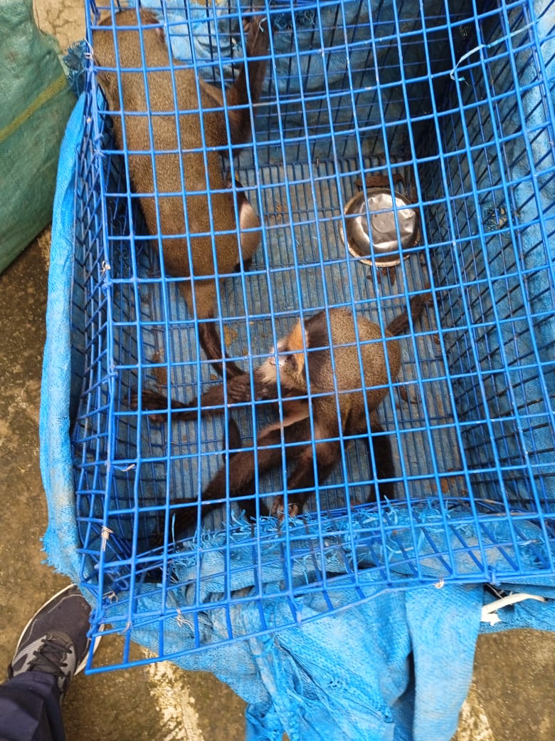 BSF_MizoramCach's tweet photo. On 21 July 2025, vigilant troops of Adhoc M&amp;C-13 Bn #BSF under Adhoc Sector BSF Manipur intercepted an Eeco Van at Moreh carrying 07 exotic wild animals concealed in cages. 02 smugglers were apprehended. The animals were later handed over to Manipur Forest Dept for further action https://t.co/jjYreZAfPn