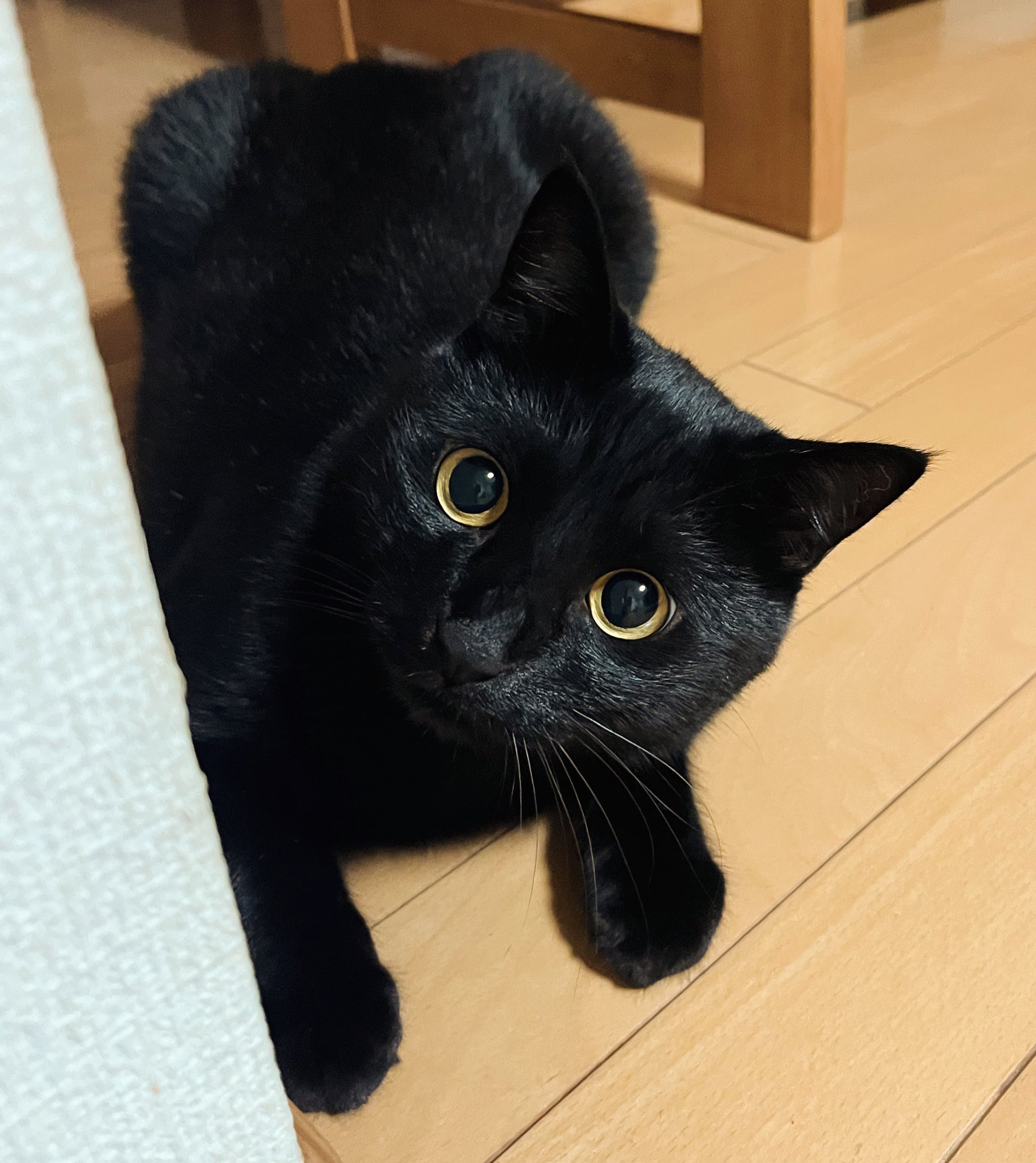 黒猫ちぃ Amazon.co.jp: マンハッタントイ ランキーキャッツ ジギー 黒猫