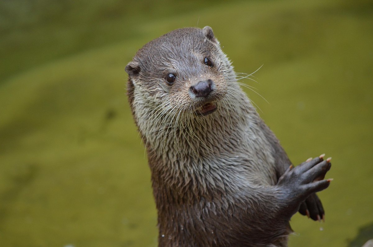 In_Otter_News2's tweet image. Steve is describing how fast he can run if he tries his best. Apparently it's really fast, much faster than Brad.