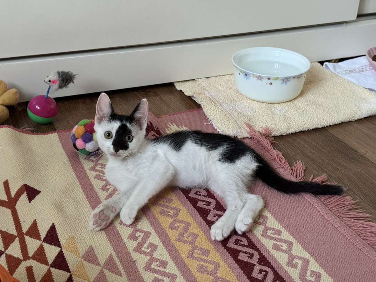 zhlnrl's tweet image. Bebişlerim bugünde yuva arıyor 🥲
İstanbuldayız, kısırlaştırmaları karşılanacak.
