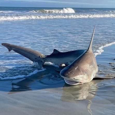 It’s Shark week
lol happy Tuesday don’t forget your tacos 🌮🌮🌮🖤💛❤️