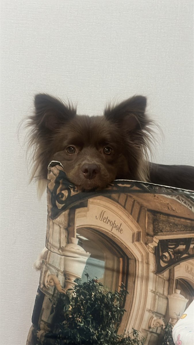 bamtingoo's tweet image. 이뻐서 목이 맥혔다,,
