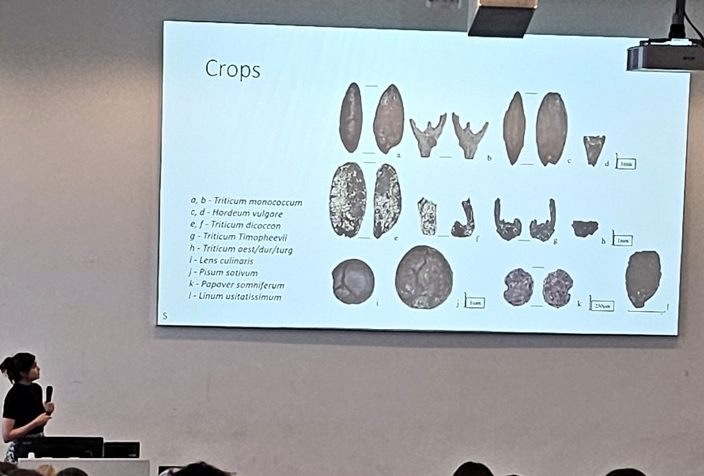 DrJenniferBates's tweet image. Back from coffee and shifting to the #plant management session. Grapes, olives, wetlands and arable farming are all on the books as well as #archaeobotany, #isotopes, #archaeogenetics, #phytoliths, #charcoal.
#IWGP2025 #archaeology #archaeologicalscience