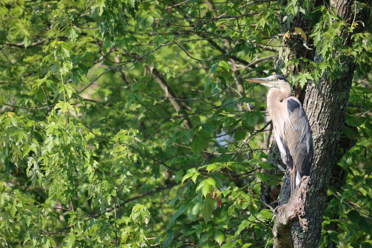 lucylenora1's tweet image. Have a good Tuesday everyone. #birds #birding #birdphotography #BirdsOfTwitter