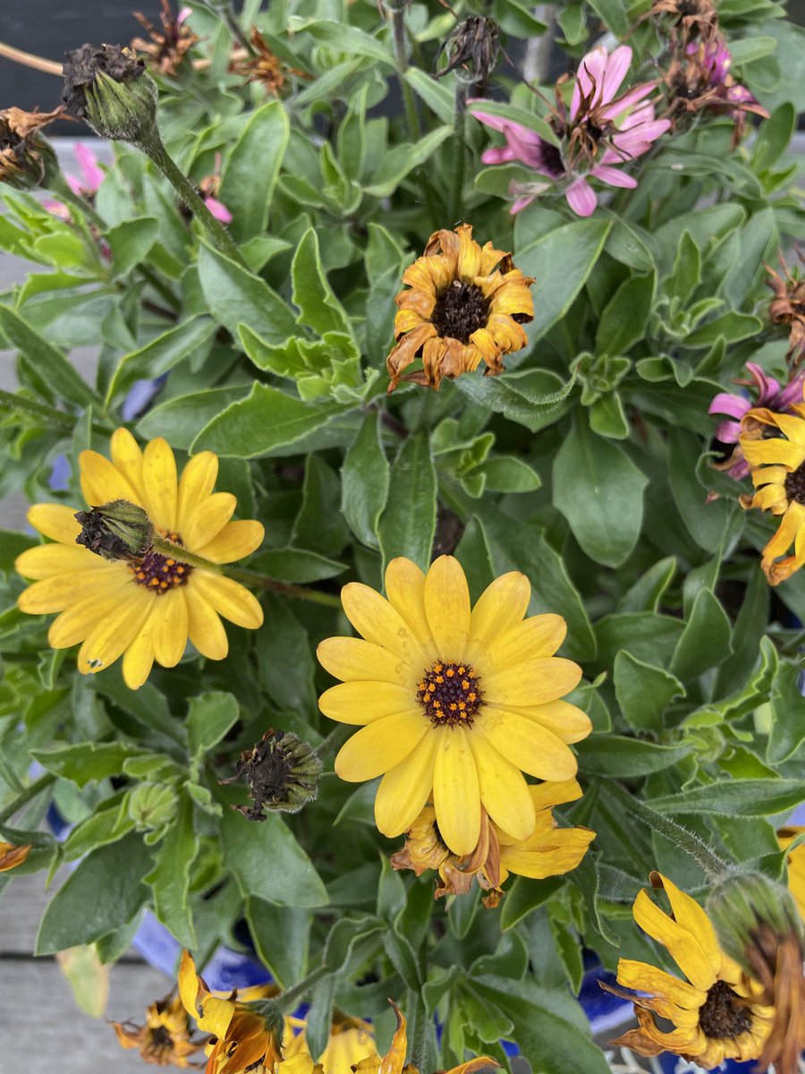warnetony's tweet image. Good morning to everyone in the #earlyrisersclub - the overnight rain has left everything smelling fresh - gorgeous- have a positive and productive day everyone