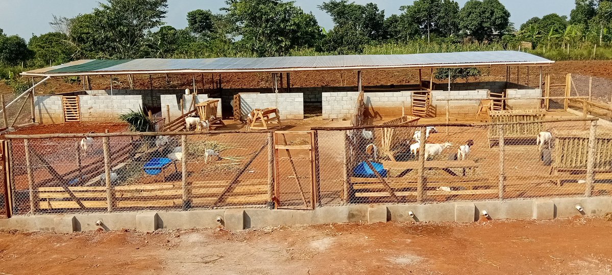 Mayorwalusimbi's tweet image. Today we welcome the Katikkiro of @BugandaKingdom_ Owek @cpmayiga at Hajji Umaru Ddumba Coffee Farm 🚜 Estate and Mr Sseguyas Agromixed and Livestock Farm in Nakifuma-Naggalama Town Council.
Tukwaniliiza nyo Owekitiibwa mu @Essaza_Kyaggwe
#MukonoDistrict