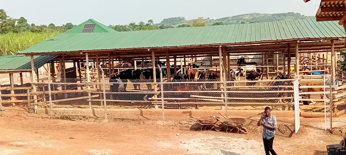 Mayorwalusimbi's tweet image. Today we welcome the Katikkiro of @BugandaKingdom_ Owek @cpmayiga at Hajji Umaru Ddumba Coffee Farm 🚜 Estate and Mr Sseguyas Agromixed and Livestock Farm in Nakifuma-Naggalama Town Council.
Tukwaniliiza nyo Owekitiibwa mu @Essaza_Kyaggwe
#MukonoDistrict