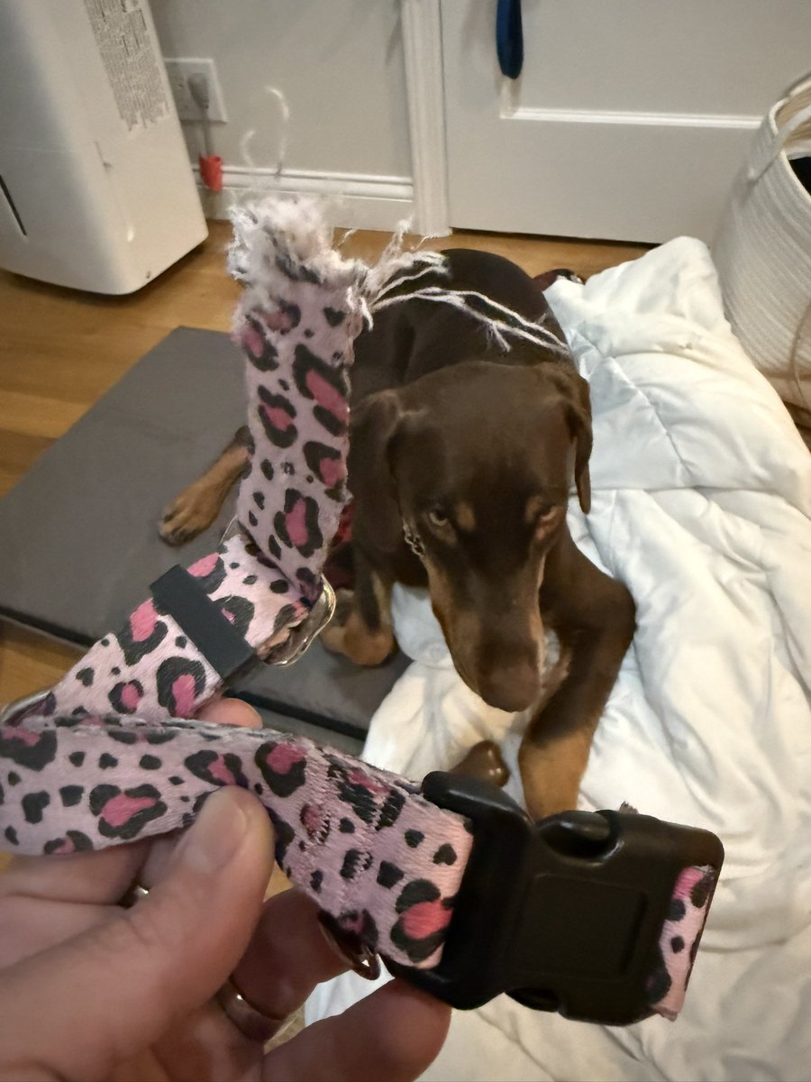 terronk's tweet image. How do you, as a dog, chew though a collar that you are wearing at the time?