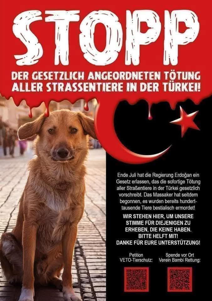 Joseph3Sengendo's tweet image. Please Turkish authorities don't make the murder of innocent animals legal