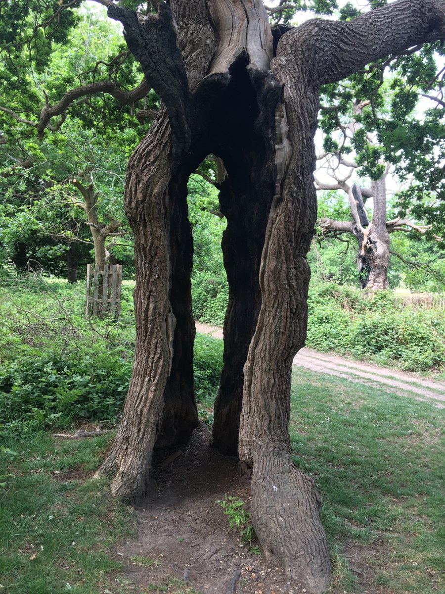 “I get knocked down, but I grow up again - you’re never gonna keep me down..” Richmond Park’s Oaks are a tough bunch and there’s many which have survived events which would be the end of lesser trees. Here’s to the survivors and thrivers for #thicktrunktuesday !