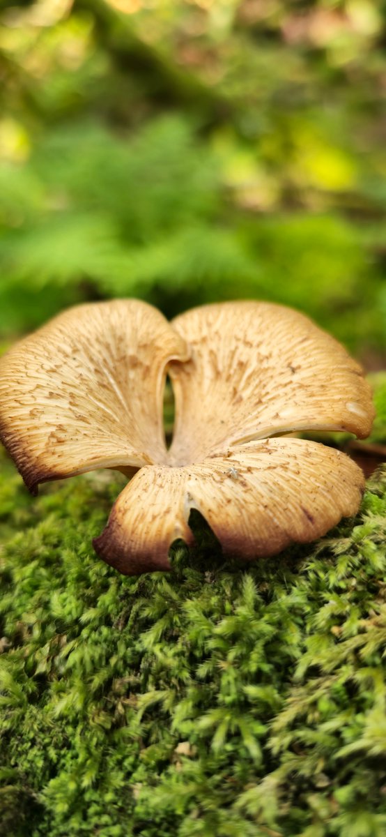 ShroomShotProds's tweet photo. Hope the #FungiFam &amp; #FungiFolk had a dope #MushroomMonday 🍄 https://t.co/lDqrzgc6Mi