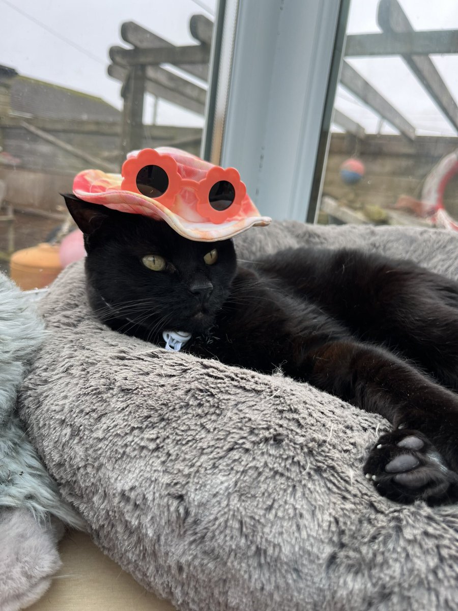 Magicpanfur's tweet image. Magic isnβt doing very well at the moment, we hope to see the vet today πΏ. #Hedgewatch