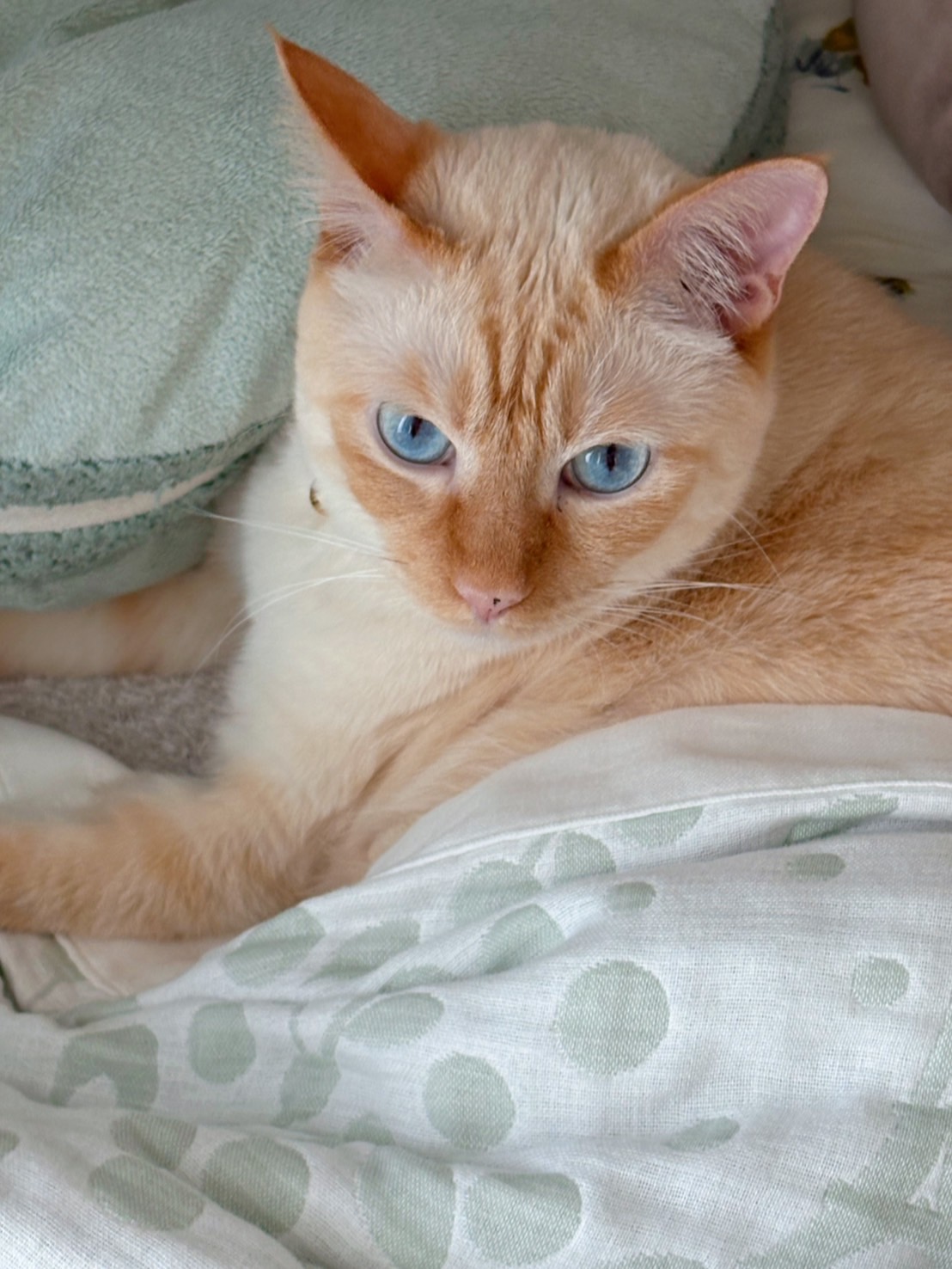 ネコちゃん photo y_manaka/七嶋ナオ on X: 