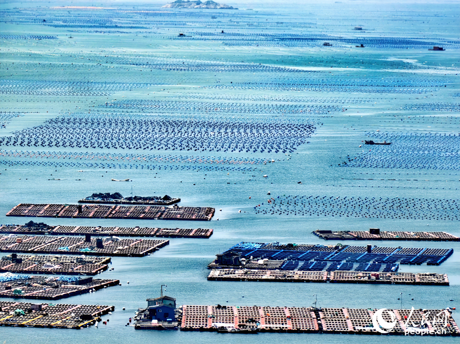 VoiceofPD's tweet image. Abalone industry thrives in Lianjiang county, SE China's Fujian

Tailu village in Tailu town is nestled in the heart of the #abalone cultivation zone of Lianjiang county, Fuzhou city, southeast #China's #Fujian Province.

Ranking as China's second-largest aquatic county,