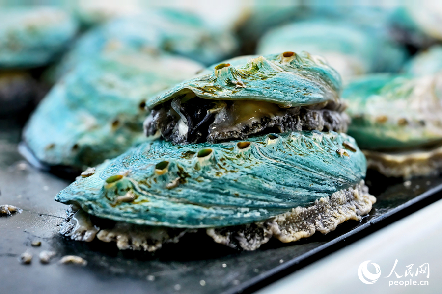VoiceofPD's tweet image. Abalone industry thrives in Lianjiang county, SE China's Fujian

Tailu village in Tailu town is nestled in the heart of the #abalone cultivation zone of Lianjiang county, Fuzhou city, southeast #China's #Fujian Province.

Ranking as China's second-largest aquatic county,