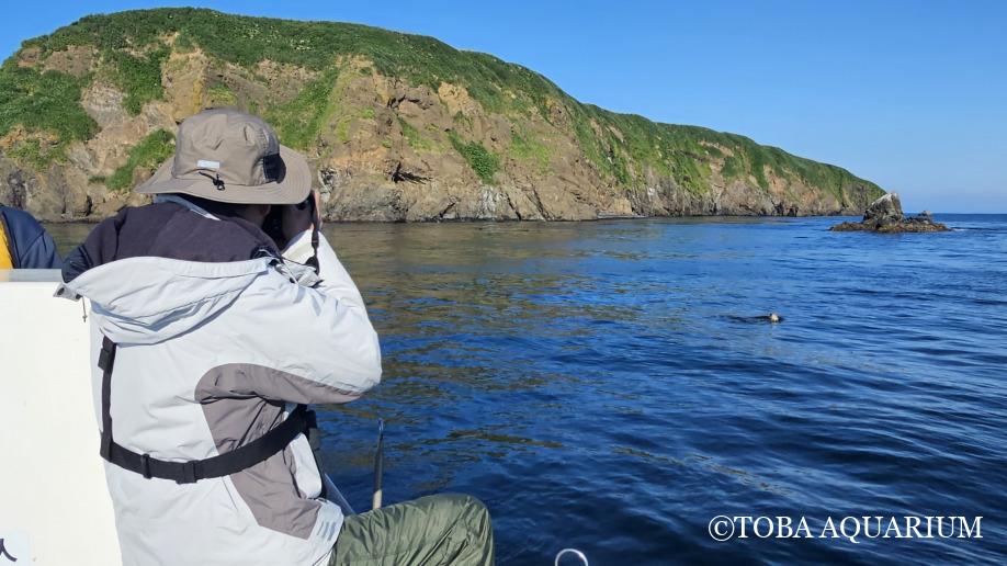 TOBA_AQUARIUM's tweet image. 野生のラッコ調査に参加!: こんにちは!みなみです。 先日、北海道の野生ラッコの調査に参加させていただきました! この調査は京都大学海獣班の方との合同調査で、毎年行っています。ラッコの現状を把握し、ラッコの未来を守るための調査研究です。 鳥羽水族館 dlvr.it/TM2prW