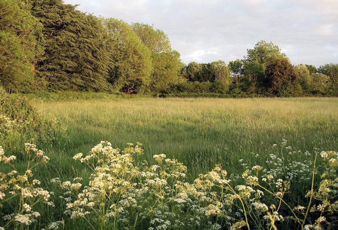 Sola_Requiem's tweet image. Dreaming of Meadows
By Sola Requiem
In the cradle of my dreams,
A meadow blooms, its grasses woven from star mist,
Swaying in a whisper softer than a sigh.
A sheep, with gentle eyes dances beside me,
Glides through the haze, its steps a fading echo.
I rest, unmoored, on…