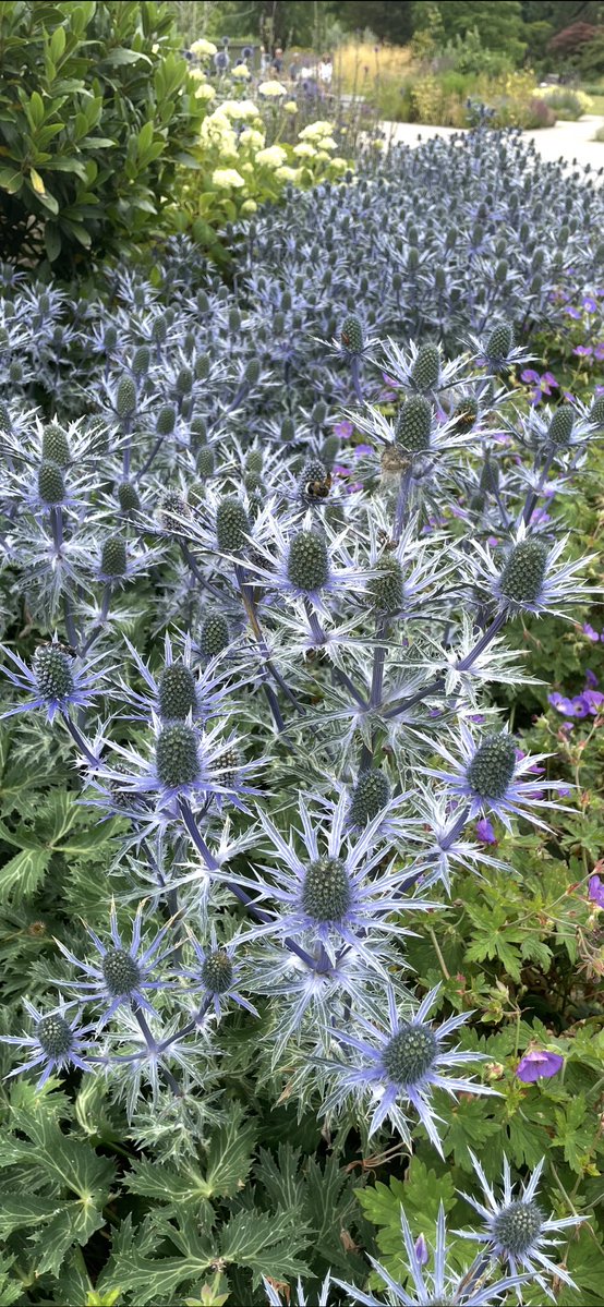 Andy6hutch's tweet image. Morning💙… Happy #TuesdayBlue…. Have a good one….#GardeningX #RHSHarlowCarr #FoodForTheSoul