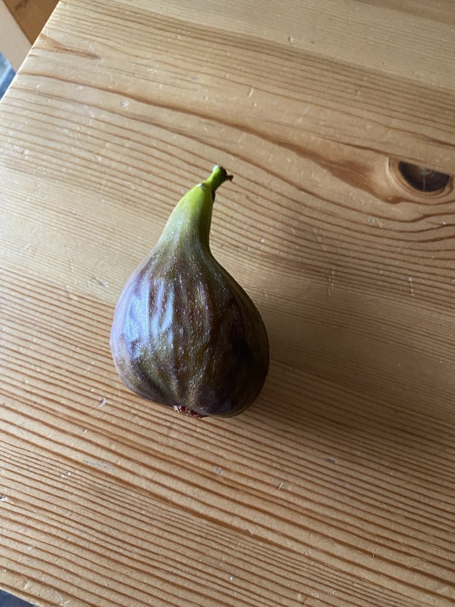 zoeharcombe's tweet image. The first fig was ready yesterday. The result of a lovely spring and summer 🥰