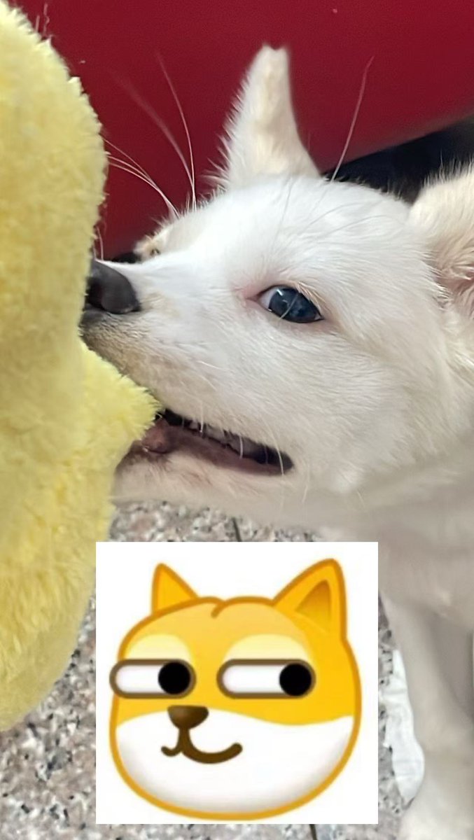 ling65697_z's tweet photo. 现实版旺柴
The real-life version of Wang Chai (a popular internet-famous dog)
#柴式生活大赏 #WangCHAI_Life @WangChaidotbonk https://t.co/jQ3WLzrUj0