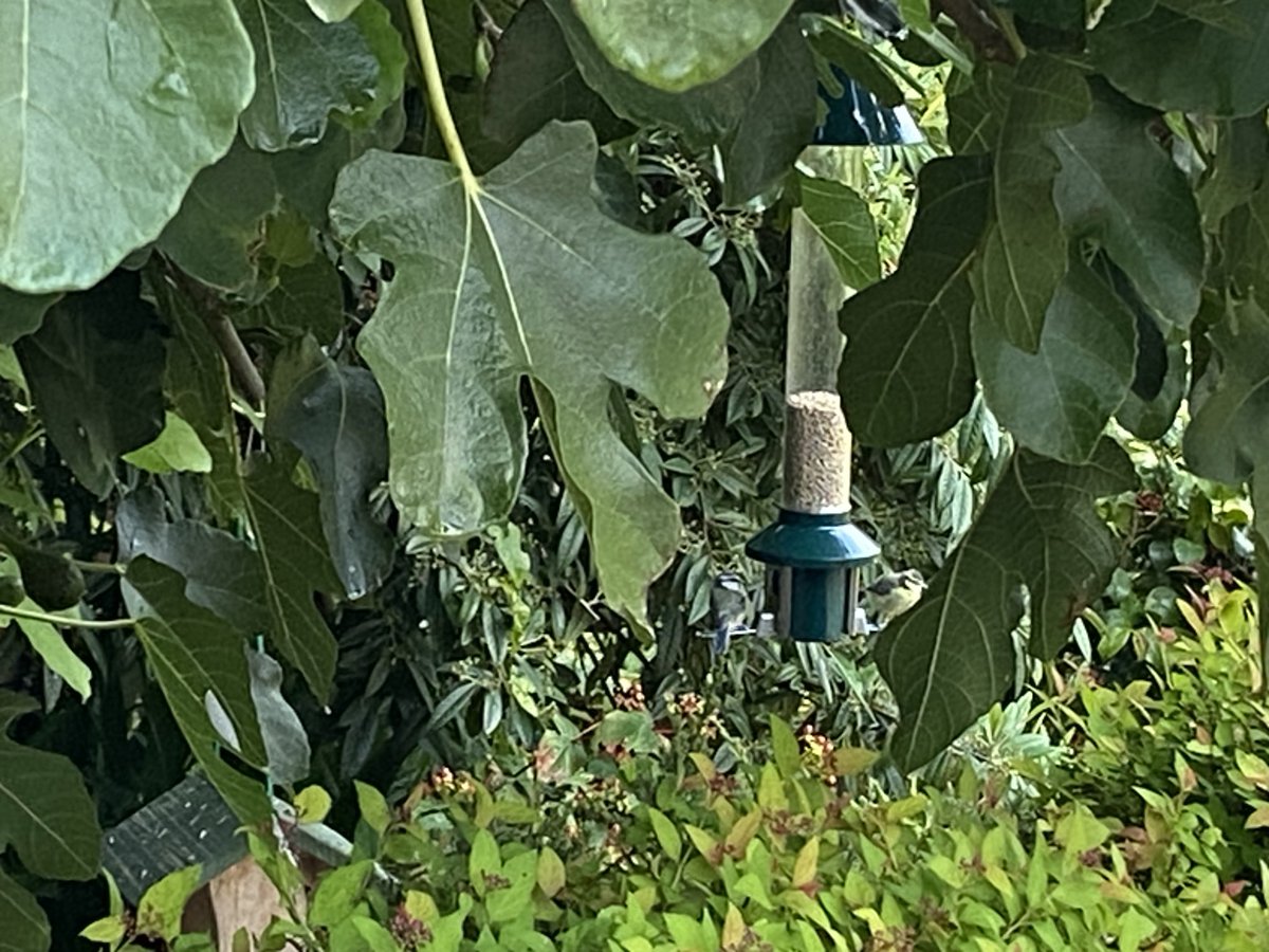 zoeharcombe's tweet image. The bird feeder hangs on the fig tree. I drink my morning coffee watching the birds having their breakfast 🥰