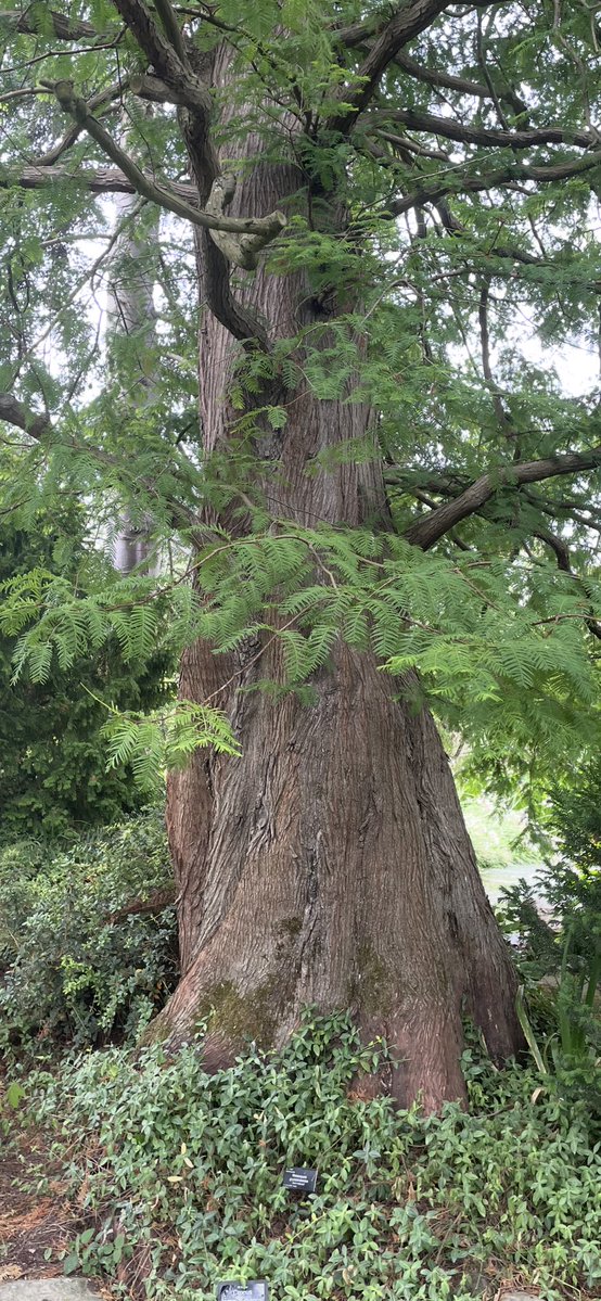 Andy6hutch's tweet image. Morning🌳… #ThickTrunkTuesday….. Have a good one….. #WoodlandTrust #TreePeople #TreeClub #Trees #WoodlandWalks #LungsOfTheWorld