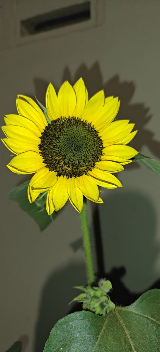 BAYPOSITIF's tweet photo. Took this radiant shot of a sunflower blooming in my home garden yesterday — pure joy! What excites me most isn’t just its beauty, but the journey of growing it from a tiny seed into this golden burst of sunshine. Nature never ceases to amaze. 🌞🌱 #HomeGarden #SunflowerMagic https://t.co/ozRdVY3kmv