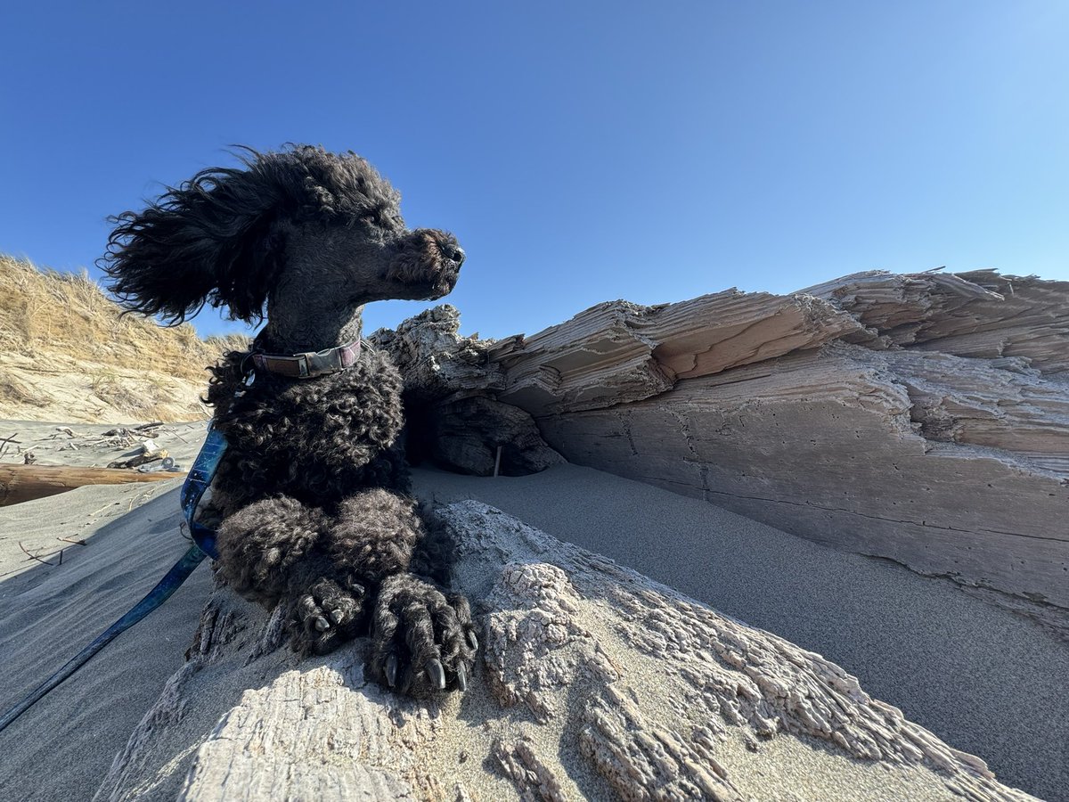 💜 The Boo 💜 tweet media