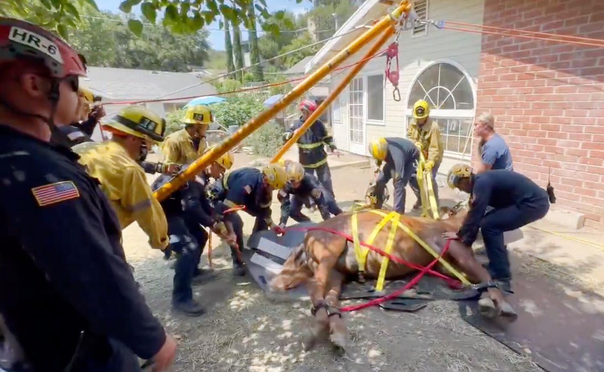 latimes's tweet image. Watch: SoCal firefighters save the life of Eli, a colicky mule latimes.com/california/sto…
