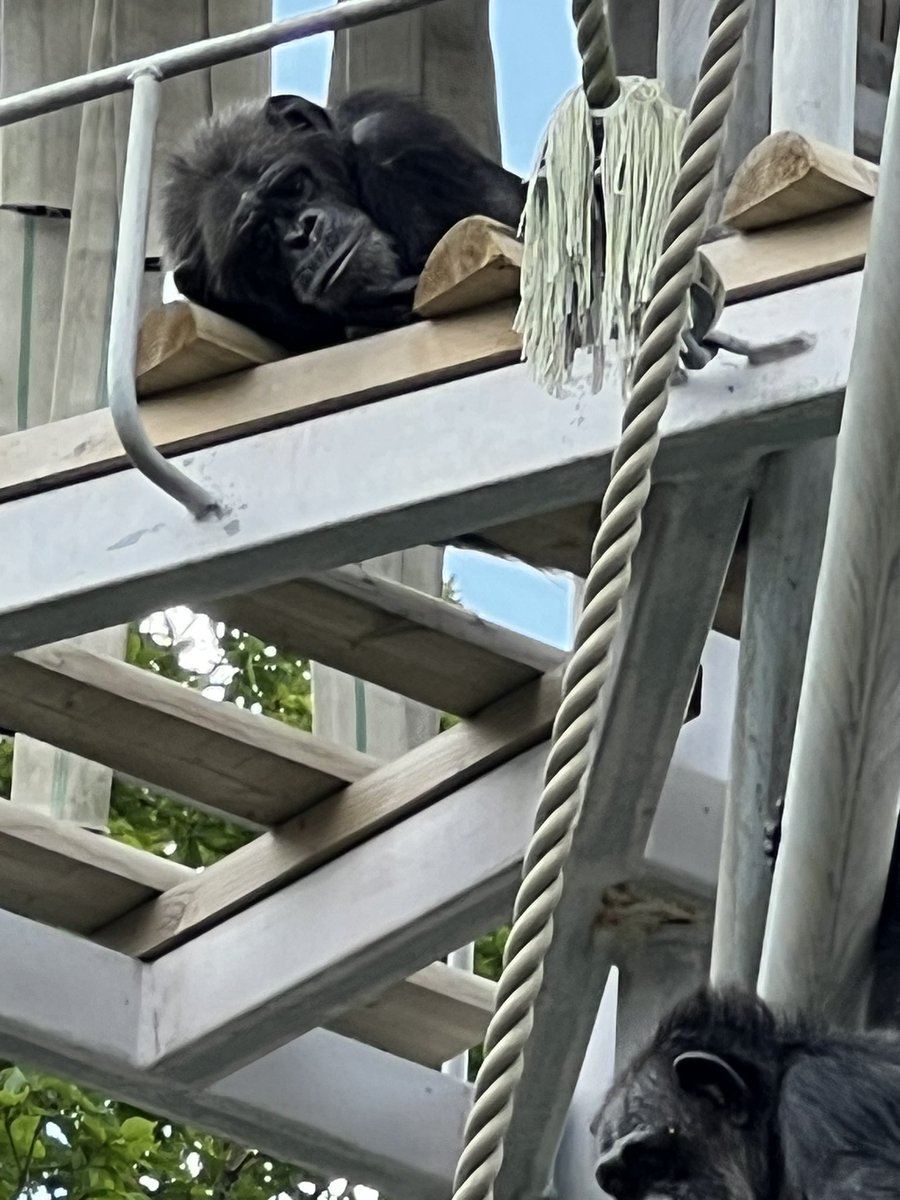 sirayuri226's tweet image. 明日は円山動物園休園日
そして気温35℃になるらしい。
会いに行っておかなくちゃ😅
お客さん少ない。
皆んな日陰で只今おやすみ中。暑いわ〜🥵