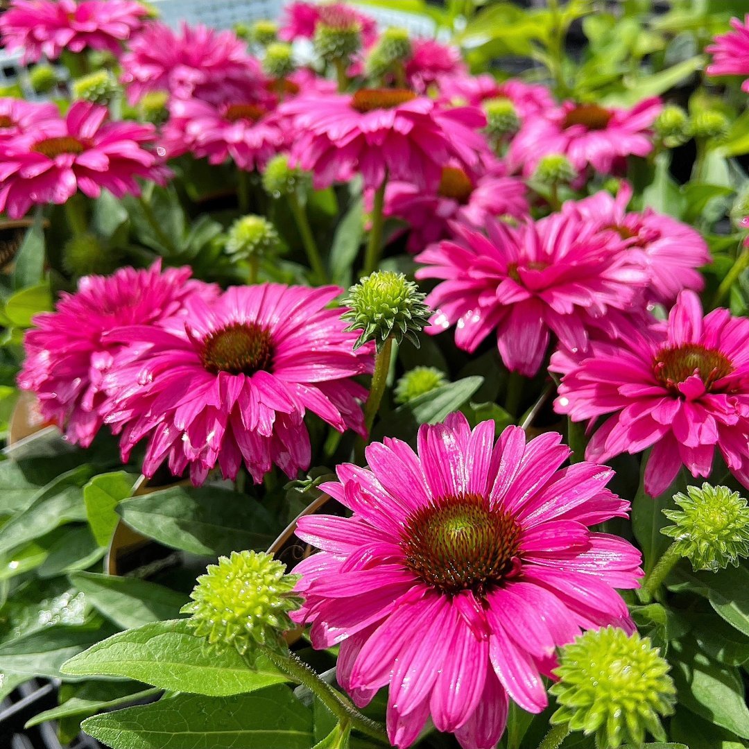engeinet's tweet image. 夏から秋までと長く楽しめる、エキナセア・サンシーカーズ🌻咲き始めは優しい色合いですが時間とともに少しずつ色が変わります💠グラデーションのように色づく姿に見とれてしまいますよ~。高さ50cmほどでコンパクトです♪(G)
engei.net
検索キーワード「エキナセア サンシーカーズ」