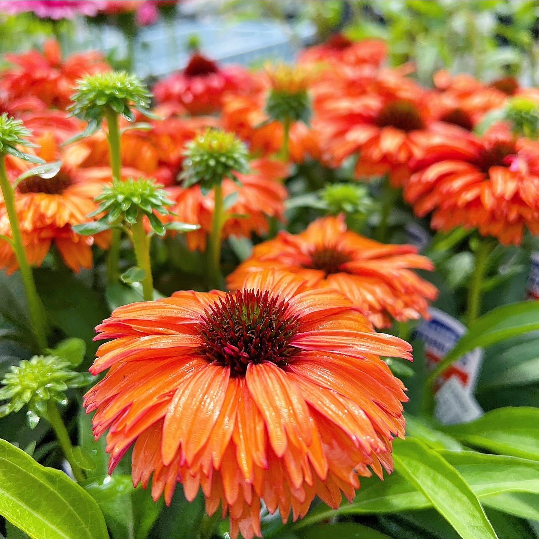 engeinet's tweet image. 夏から秋までと長く楽しめる、エキナセア・サンシーカーズ🌻咲き始めは優しい色合いですが時間とともに少しずつ色が変わります💠グラデーションのように色づく姿に見とれてしまいますよ~。高さ50cmほどでコンパクトです♪(G)
engei.net
検索キーワード「エキナセア サンシーカーズ」