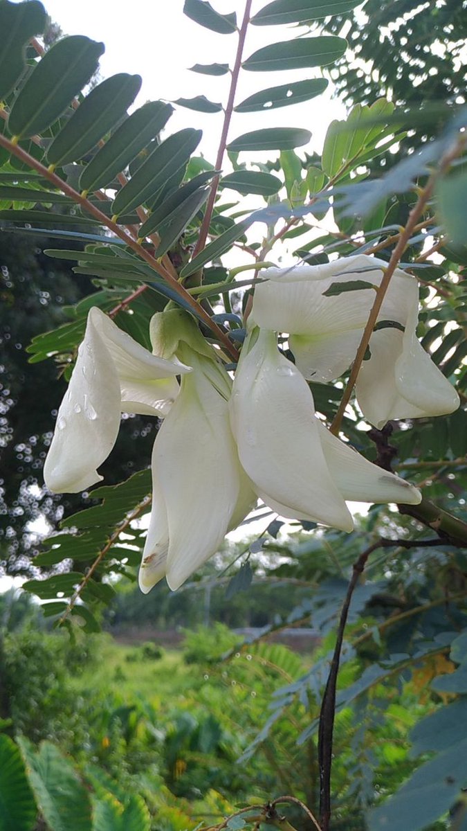 সমীক্ষা পাটগিৰি🥥🧆 tweet media