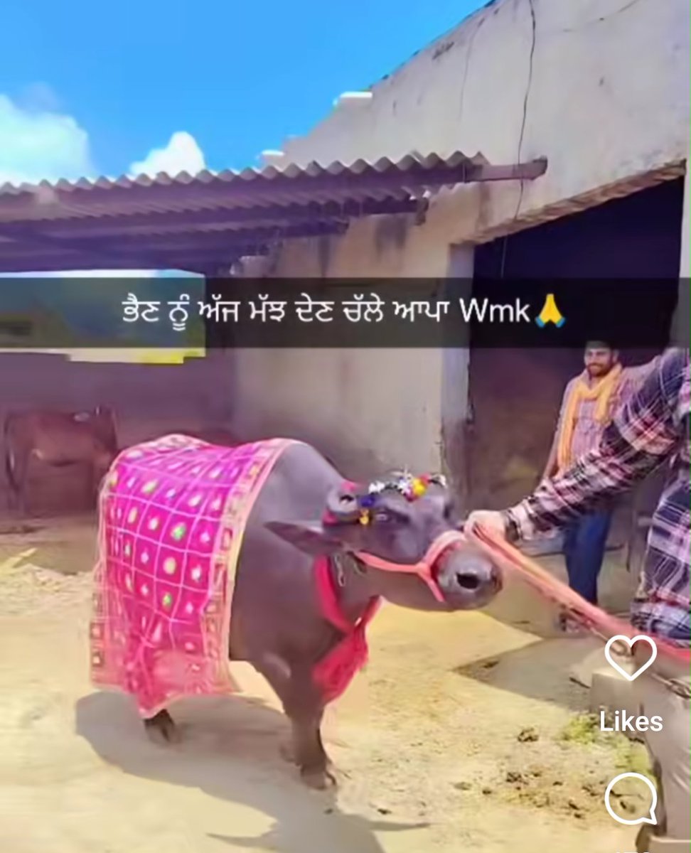 harjind66859698's tweet image. ਪਹਿਲੇ ਸਮੇਂ ਵਿੱਚ ਇੱਕ ਇਹ ਵੀ ਰਿਵਾਜ ਸੀ ਜਦੋਂ ਕੋਈ ਧੀ ਵਿਆਹੀ ਜਾਂਦੀ ਸੀ ਤਾਂ ਉਸਨੂੰ ਦਾਜ ਵਿੱਚ ਮੱਝ ਵੀ ਦਿੱਤੀ ਜਾਂਦੀ ਸੀ । ਪਰ ਹੁਣ ਕੁੜੀਆਂ ਨਾ ਗੋਹਾ ਸਿੱਟਣ ਨਾ ਮੱਝ ਦੀ ਮੰਗ ਕਰਨ।