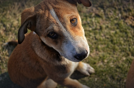 🐶 Puppy Dogs 🐶 (@dogsparadise_) on Twitter photo 