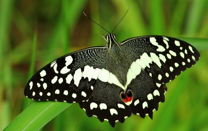 Love butterflies? Bwindi's got 202 species! Watch these colorful beauties flutter through the forest. It's a nature lover's dream! Discover more about Bwindi's incredible biodiversity at bwindiforestnationalparkuganda.com  #bwindiimpenetrablepark
#bwindinationalpark
#bwindipark