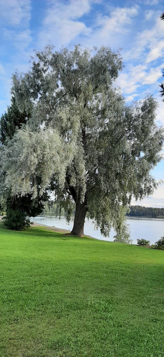 ParnanenSari's tweet image. #thicktrunktuesday
Through thy leaves come whispering low
Faint sweet sounds of long ago.
Willow, sighing willow!
Many of swan-like song to thee
Hath been sung, thou gentle tree!
Therefore, wave and murmur on!
Willow song
Felicia Dorothea Hemans
(1793-1835)