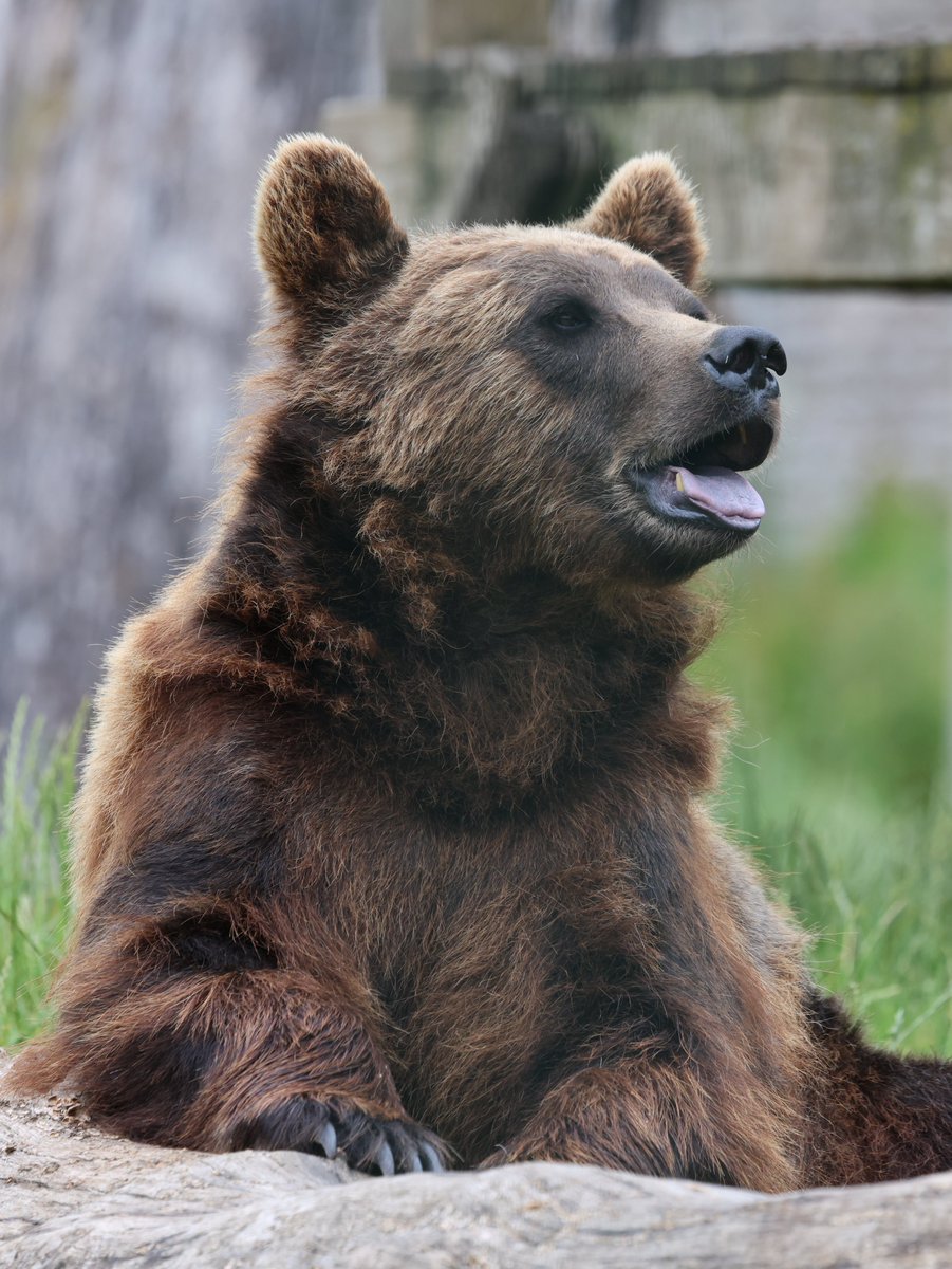 cranky1456's tweet image. Good morning to you all.
Now to start the day off with '#TongueOutTuesday' where we Share/QP the funny ones where they show us their #Tongues.
My set is from the Brown Bears @CamperdownWild in Dundee, showing us their best sides 🤑🤑
#mammals #photography #EastCoastKin #Bears