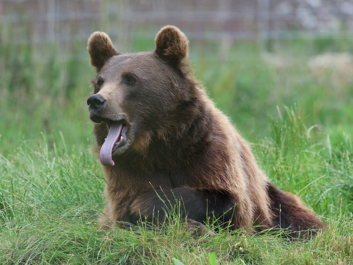 cranky1456's tweet image. Good morning to you all.
Now to start the day off with '#TongueOutTuesday' where we Share/QP the funny ones where they show us their #Tongues.
My set is from the Brown Bears @CamperdownWild in Dundee, showing us their best sides 🤑🤑
#mammals #photography #EastCoastKin #Bears