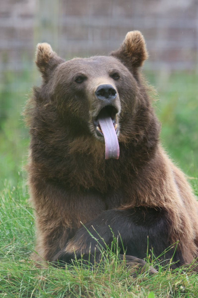 cranky1456's tweet image. Good morning to you all.
Now to start the day off with '#TongueOutTuesday' where we Share/QP the funny ones where they show us their #Tongues.
My set is from the Brown Bears @CamperdownWild in Dundee, showing us their best sides 🤑🤑
#mammals #photography #EastCoastKin #Bears