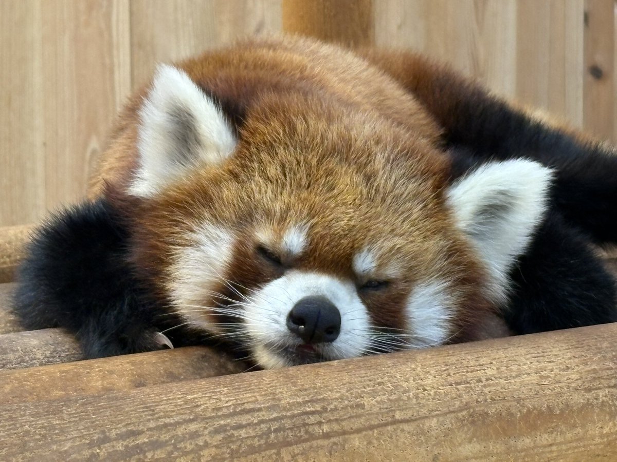 nishiyama_zoo's tweet image. 休園日の過ごし方
たいようくん
気持ち良さそうにお昼寝しています。
モッチーくん
何周もして動き回っています。
#鯖江市西山動物園
#レッサーパンダ
#たいよう #モッチー
#休園日